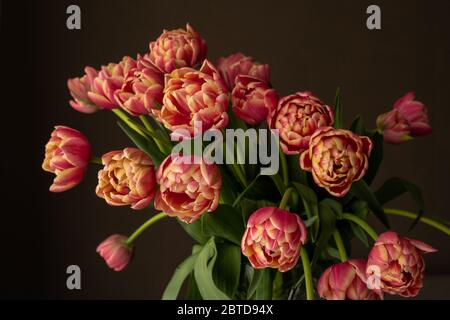 Tulipani rossi e gialli del pappagallo su sfondo grigio Foto Stock