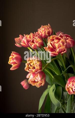 Tulipani rossi e gialli del pappagallo su sfondo grigio Foto Stock