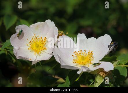 Fiore di rosa Foto Stock