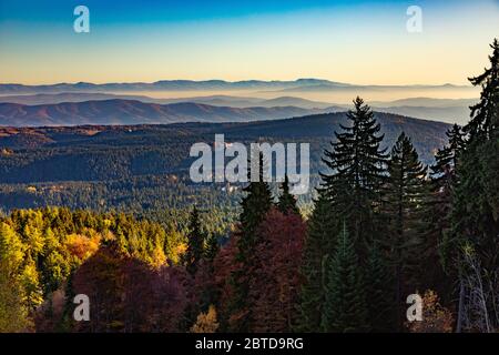 Foglie colorate sui Monti Rila, Bulgaria in autunno Foto Stock