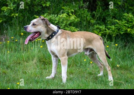 Bulldog sano e in forma Foto Stock