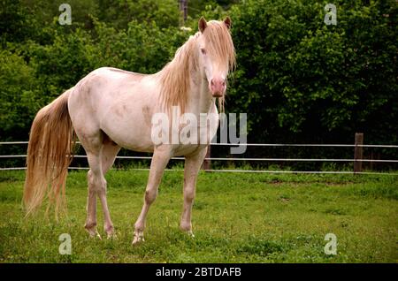 Cavallo bianco in un campo Foto Stock