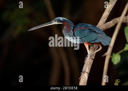 Agami Heron (Agamia agami) adulto, caccia, fiume Pixaim, Pantanal, Mato Grosso, Brasile Foto Stock