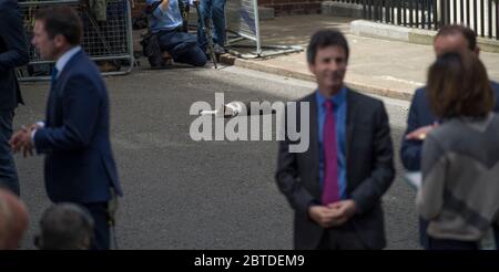 13 giugno 2017. Larry The Downing Street addormentò sulla strada, guardata da giornalisti e fotografi fuori 10 Downing Street, Londra, Regno Unito Foto Stock