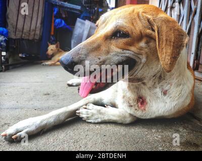 Ferito cane vagato / Street dog rilassante sul mercato principale / bazaar a chennai, Tamilnadu, India. Cane randagio su malati e dormire in strada indiana. Foto Stock