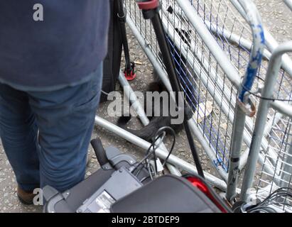 13 giugno 2017. Palmerston il gatto siede accanto alle apparecchiature di trasmissione televisiva fuori 10 Downing Street, Londra, Regno Unito Foto Stock