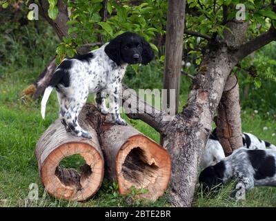 Grande Munsterlander (Canis lupus F. familiaris), cucciolo di sette settimane in piedi su steli di alberi incavati, Germania Foto Stock