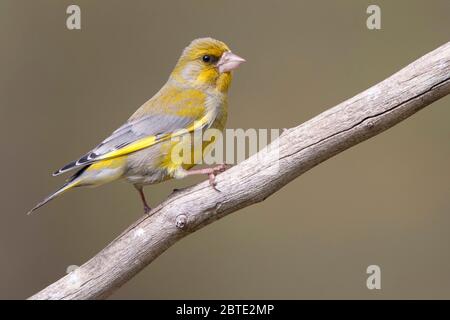 Verdino occidentale (Carduelis chloris, Chloris chloris), perches su una filiale, Belgio, Fiandre Orientali Foto Stock