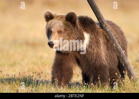 Orso bruno europeo (Ursus arctos arctos), sfregandosi in un ramo morto, Finlandia, Kuusamo, Lapponia Foto Stock