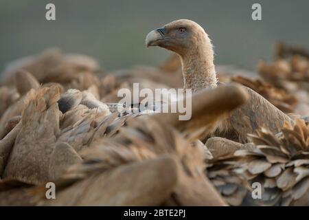Grifone (Gips fulvus), ritratto, Spagna, Estremadura Foto Stock