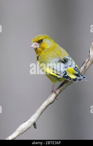 Verdino occidentale (Carduelis chloris, Chloris chloris), perches su una filiale, Belgio, Fiandre Orientali Foto Stock