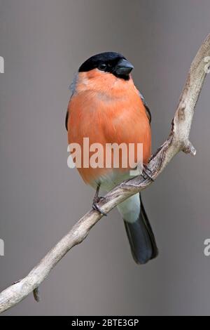 Bullfinch, bullfinch eurasiatico, bullfinch settentrionale (Pyrhula pirrhula), maschio su una succursale, Belgio, Ardenne Foto Stock