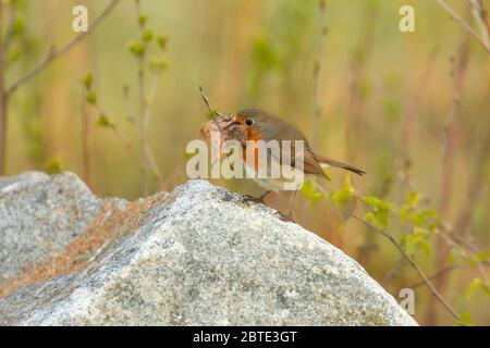 Robin europeo (Erithacus rubbecula), che percola su una pietra con nidificazione materiale nel disegno di legge, vista laterale, Germania, Baviera, Isental Foto Stock