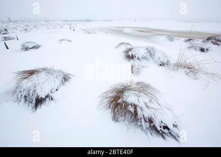 Neve nel Brackvenn, Belgio, Ardenne, alta Fens Foto Stock