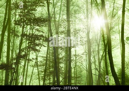 Raggi solari che si rompono attraverso la nebbia in una foresta , Germania, Baviera Foto Stock