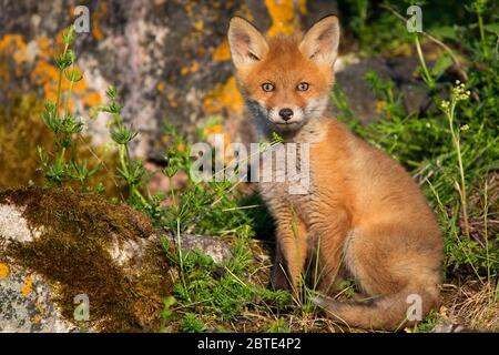 Volpe rossa (Vulpes vulpes), volpe cucita al burrone della volpe, Estonia, Parco Nazionale di Soomaa Foto Stock