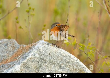 Robin europeo (Erithacus rubbecula), che perching su una pietra con nidificazione materiale nel disegno di legge, Germania, Baviera, Isental Foto Stock