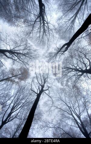 Faggio comune (Fagus sylvatica), nella foresta d'autunno, Belgio, Ardenne Foto Stock