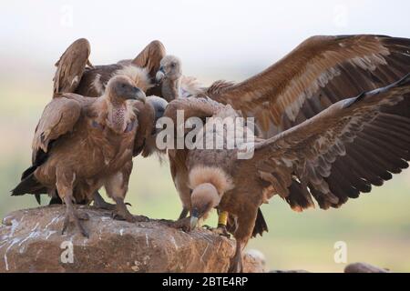 griffon Vulture (Gyps fulvus), tre griffon avvoltoi su una roccia, Spagna, Estremadura Foto Stock