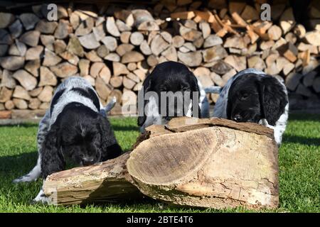 Grande Munsterlander (Canis lupus F. familiaris), tre cuccioli di sette settimane che leccano la salsiccia di fegato da legno morto in un prato, legno di fuoco accatastato sullo sfondo, Germania Foto Stock