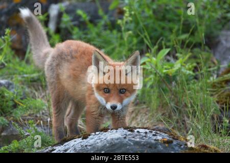 Volpe rossa (Vulpes vulpes), volpe cucciolo in piedi al burrow volpe, guardando verso la macchina fotografica, Estonia, Soomaa National Park Foto Stock