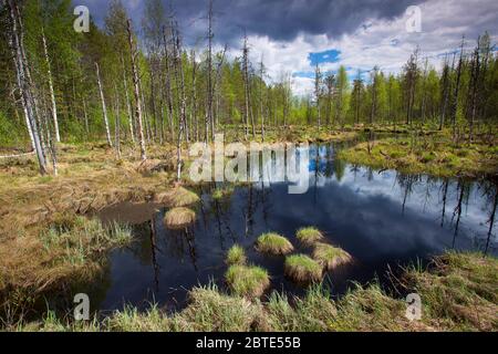 Bog in Finlandia, Finlandia, Kuusamo Foto Stock