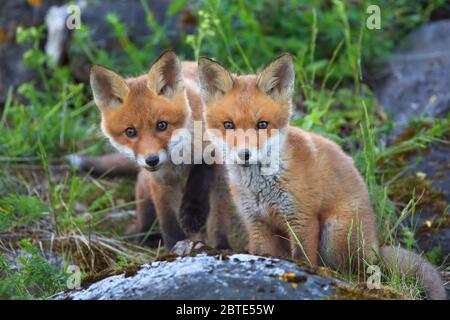 Volpe rossa (Vulpes vulpes), due cubi di volpe al burrow della volpe, guardando verso la macchina fotografica, Estonia, Parco Nazionale di Soomaa Foto Stock