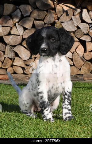 Grande Munsterlander (Canis lupus F. familiaris), cucciolo di sette settimane seduto in un prato, legno di fuoco accatastato sullo sfondo, Germania Foto Stock