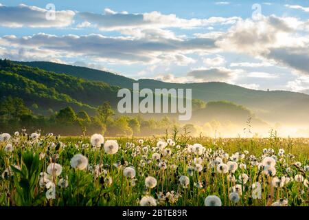 campo di dente di leone alla luce del mattino. splendido paesaggio naturale con fiori soffici sul prato in primavera. pittoresco ambiente di campagna con di Foto Stock