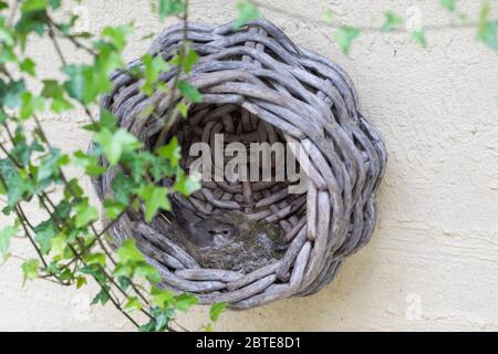 Grauschnäpper, Grau-Schnäpper brütet in einem alten Korb am Haus, Nest, Muscicapa striata, Spotted Flycatcher, le Gobemouche gris Foto Stock