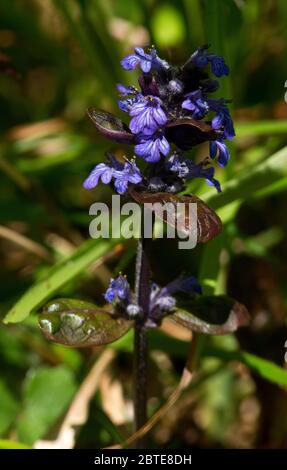 Il Bugle piramidale è un fiore di primavera comune e diffuso dei boschi decidui delle Isole Britanniche. Offrono un'accoglienza di colore Foto Stock