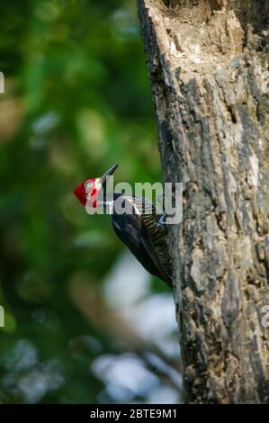 Crimson-Creted picchio, Campephilus melanoleucos, nel parco metropolitano, Panama città, Repubblica di Panama. Foto Stock