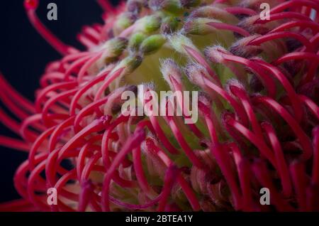 Primo piano di un bel fiore protea pinpushion, simbolo di forza, perseveranza e prosperità. Leucospermum cordifolium, pinpushion-protea rosso su Foto Stock