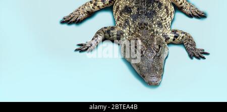 primo piano di un animale rettile di coccodrillo su sfondo isolato (le dimensioni del banner includono il percorso) Foto Stock