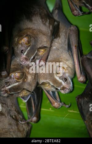 Comuni Tent-making Bats, Uroderma bilobatum, nella foresta pluviale del parco metropolitano, Panama City, Repubblica di Panama. Foto Stock