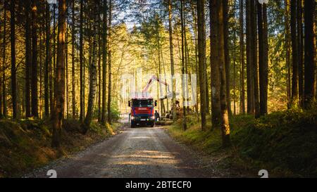 Gru nei tronchi di carico forestale nel carrello. Raccolta e trasporto del legname in foresta. Foto Stock