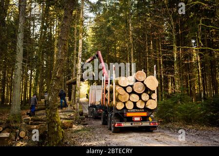 Gru nei tronchi di carico forestale nel carrello. Raccolta e trasporto del legname in foresta. Foto Stock