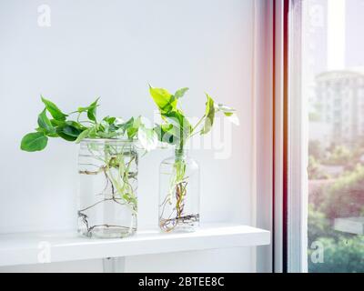 Foglie verdi con acqua in bottiglia di plastica trasparente e vasetto su ripiano bianco su fondo bianco della parete vicino alla finestra di vetro. Foto Stock