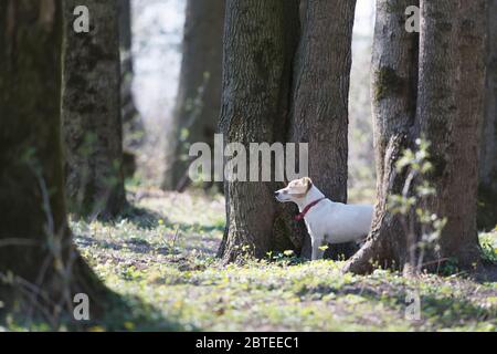 Abbastanza jack russel terrier cane sulla foresta di primavera. Fotografia animale Foto Stock