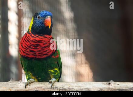 Closeup cocco Lorikeet arroccato su ramo isolato su sfondo con Copy Space Foto Stock