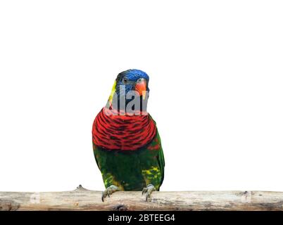 Closeup cocco Lorikeet arroccato su Branch isolato su sfondo bianco con percorso di ritaglio Foto Stock