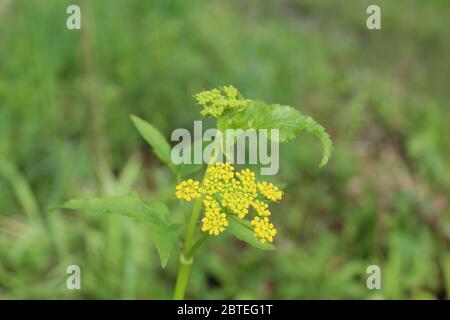 Primo piano di un oro Alexanders fiori selvatici a Harms Woods a Skokie, Illinois Foto Stock