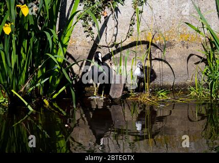 Londra, Regno Unito. 25 maggio 2020 UN Coot (Fulica atra) e il suo pulcino (cuotie) nel Duca del fiume Northumberland (affluente del Tamigi), dietro Twickenham Rugby Ground. Andrew Fosker / Alamy Live News Foto Stock