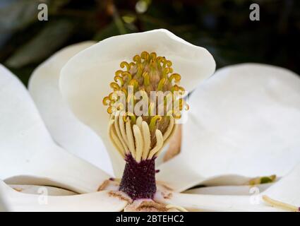 Primo piano delle carpelle e delle stampelle di un fiore di magnolia in fiore. Foto Stock