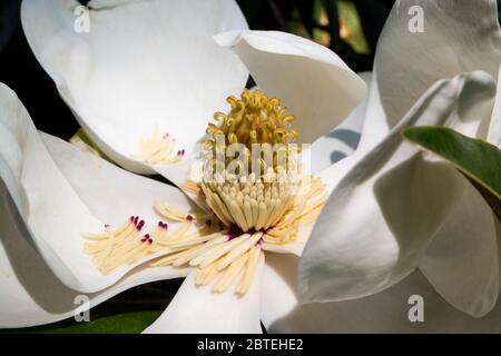 Primo piano di un fiore in fiore magnolia in sole brillante. Foto Stock