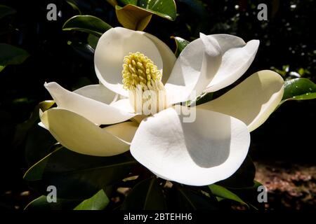 Primo piano di un fiore in fiore magnolia in sole brillante. Foto Stock