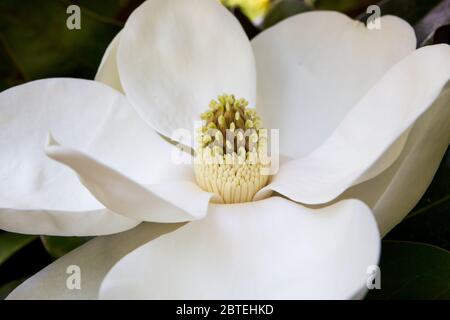 Primo piano di un fiore in fiore magnolia in luce morbida. Foto Stock