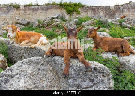Capre in una fattoria tra le rovine del castello Foto Stock