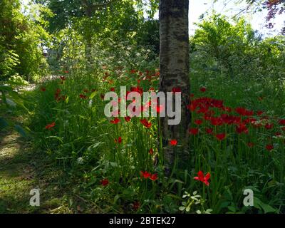 Mozzafiato Cow prezzemolo & Tulip Meadow al Reveley Lodge Gardens, Herfordshire. Gloria di primavera tarda sul sole baciato giorno come Coronavirus Lockdown eases. Foto Stock