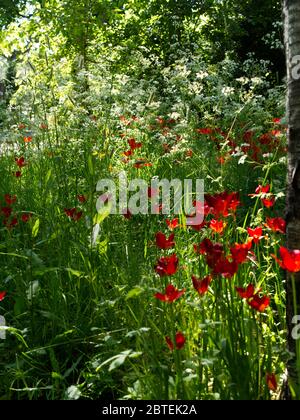 Mozzafiato Cow prezzemolo & Tulip Meadow al Reveley Lodge Gardens, Herfordshire. Gloria di primavera tarda sul sole baciato giorno come Coronavirus Lockdown eases. Foto Stock